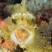 rhinopias_paddleflap_kbrpanpar_v_0146_sul6174.jpg